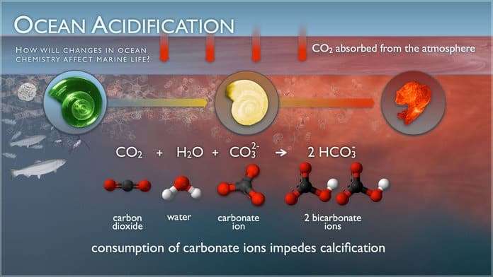 Ocean-Acidification-fbaf23dd4d141d9bfaa9a54abcdc2749.jpeg