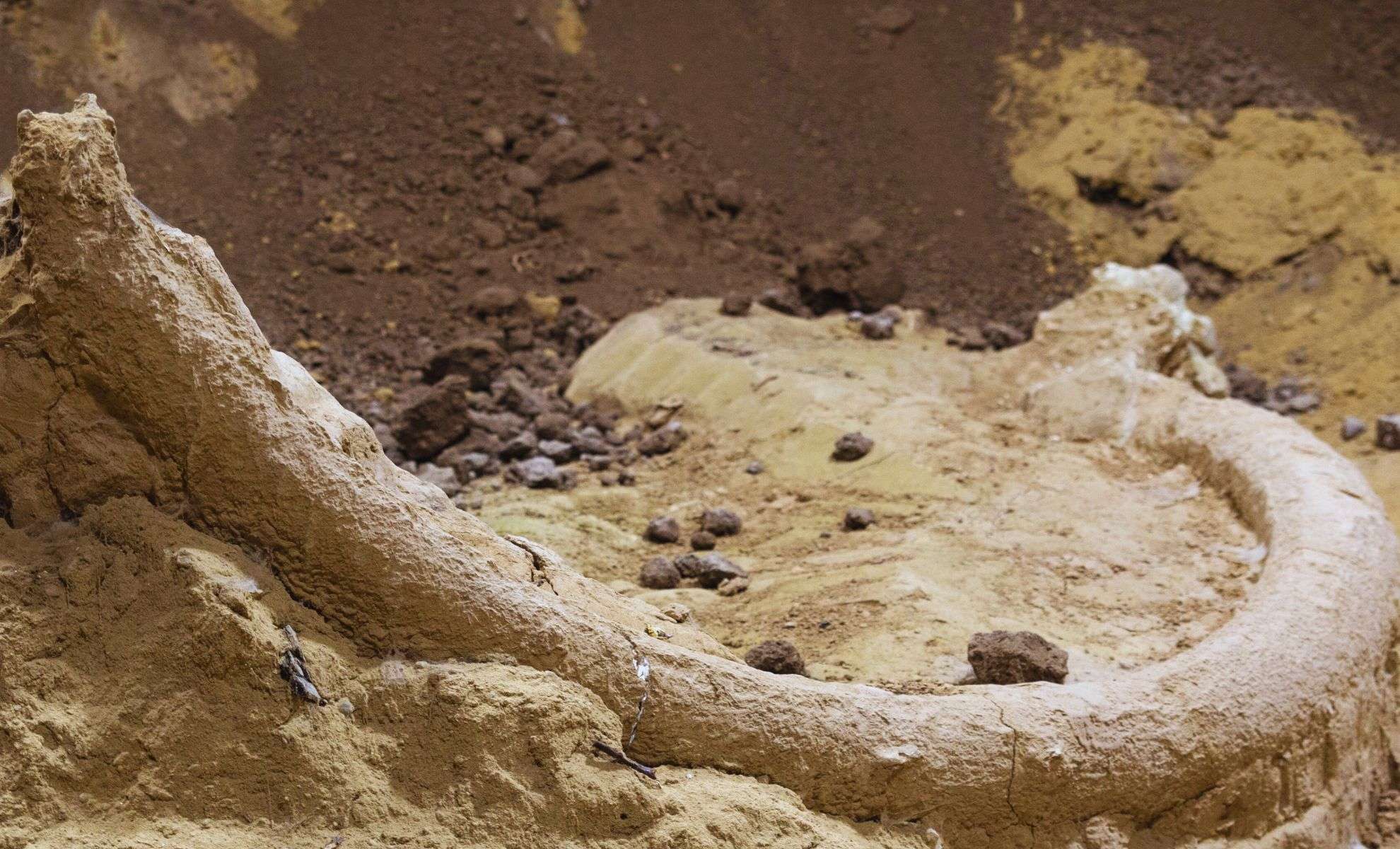 Unexpected Discovery: Ancient Four-Tusked Skull Unearthed by Farmer in Gascony 