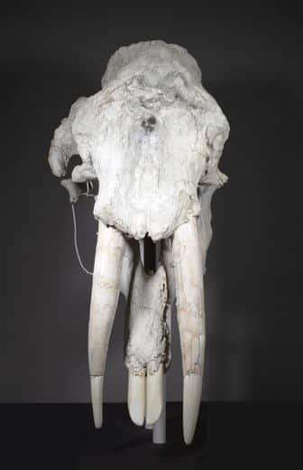 This-is-what-the-mastodon-skull-discovered-in-Davids-backyard-looks-like-348b1558ce88f27dd164817fa3a67cc1.jpg