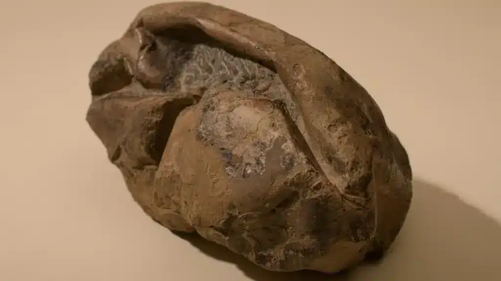 Close-up-view-of-the-fossil-of-the-giant-egg-74be88e0d73eeb8f8a572be5ad8e00ab.webp