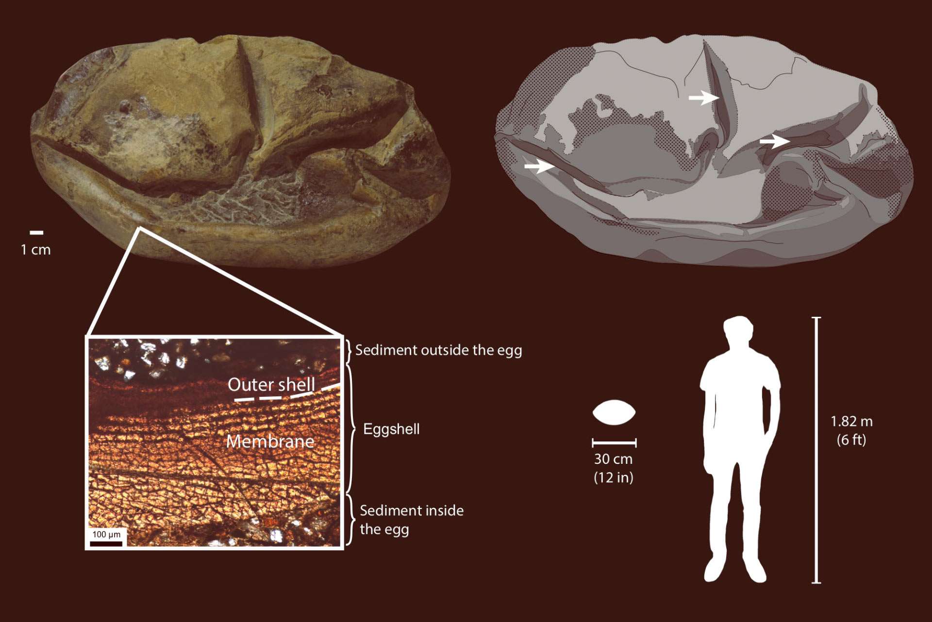 first-fossil-egg-antarctica-7dffe476deac300c8234cecb446c26f7.jpg