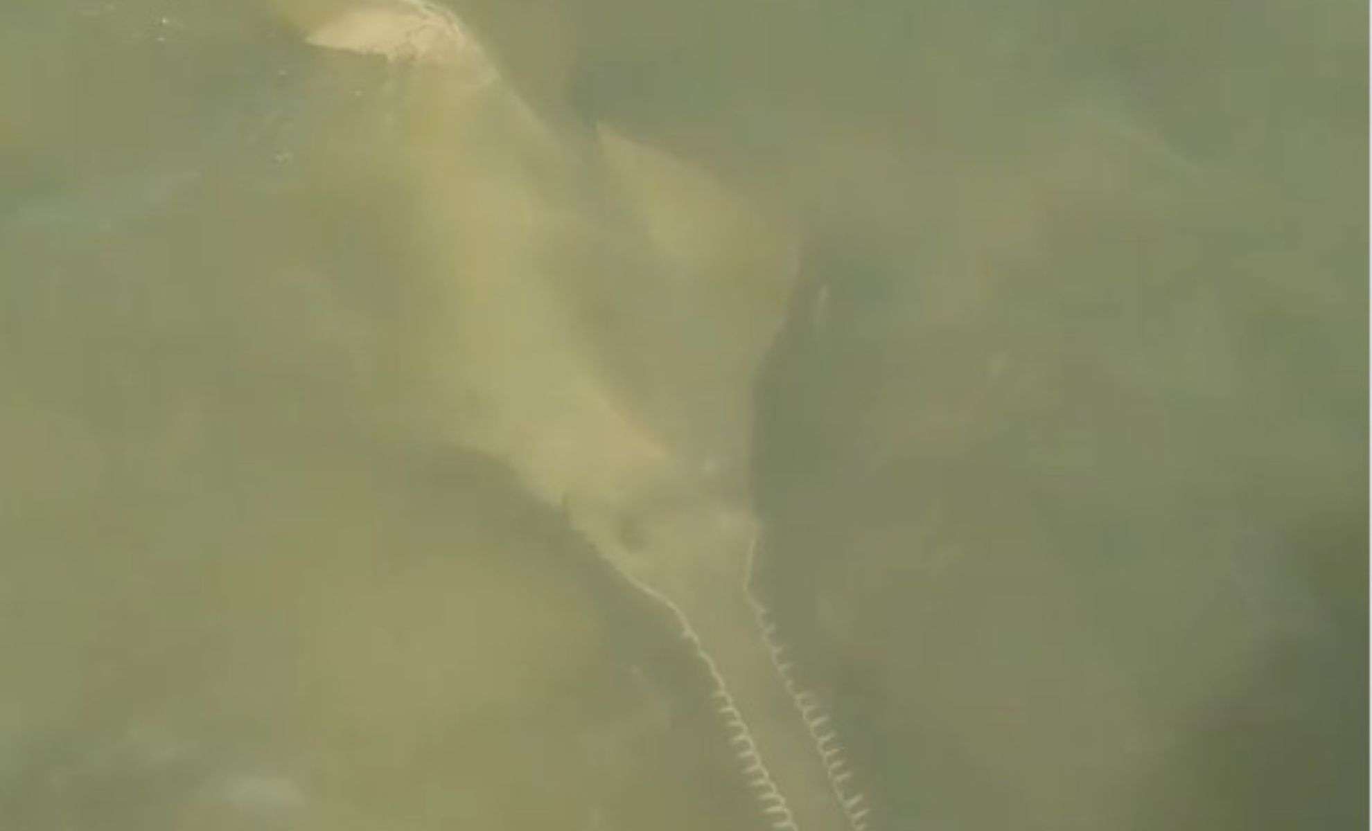 Florida Novice Angler Lands a Giant Sawfish, a Living Relic of the Ocean 