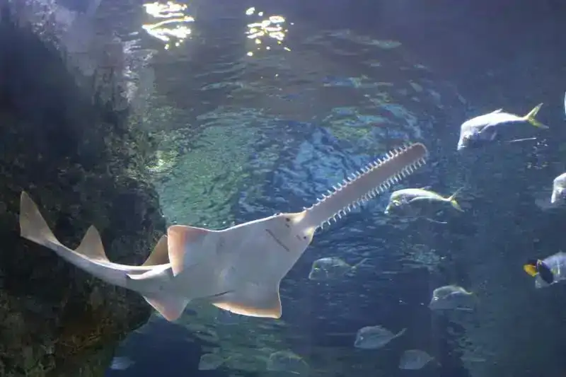 sawfish-d87e096b7b5c06476f43b377b0ad25c7.webp
