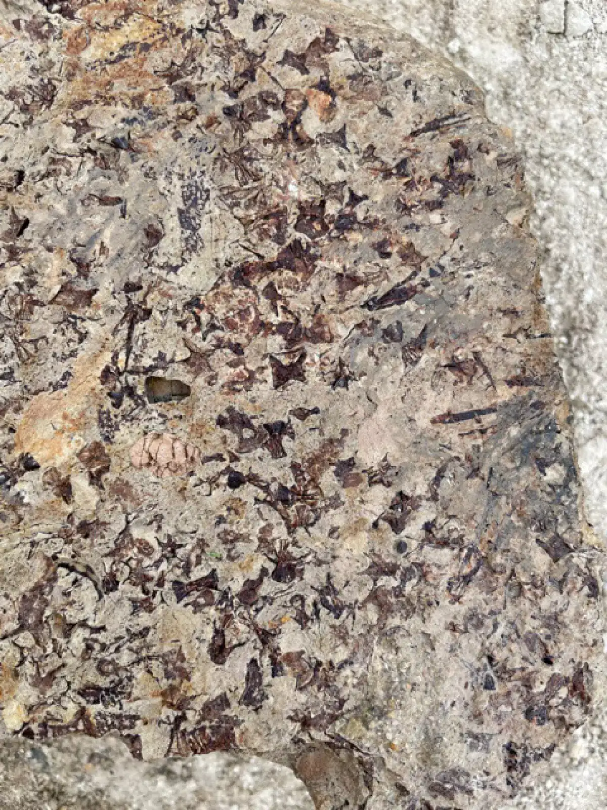 Researchers-uncovered-hundreds-of-fossilized-vertebrae-from-small-fish-9b00eb3aa471e775665a278b045338af.webp