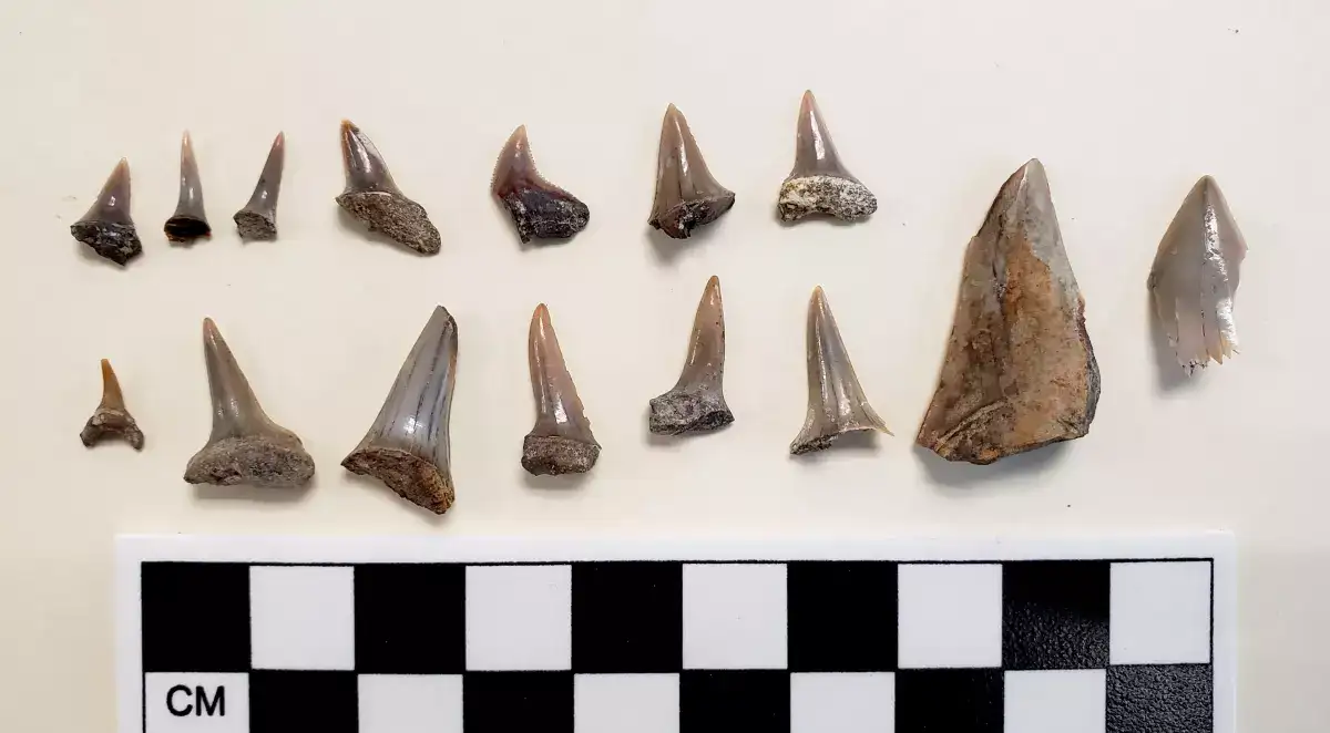 fossils-found-under-San-Pedro-High-School-c0d7f9524dc4606101efa6ed717957a5.webp