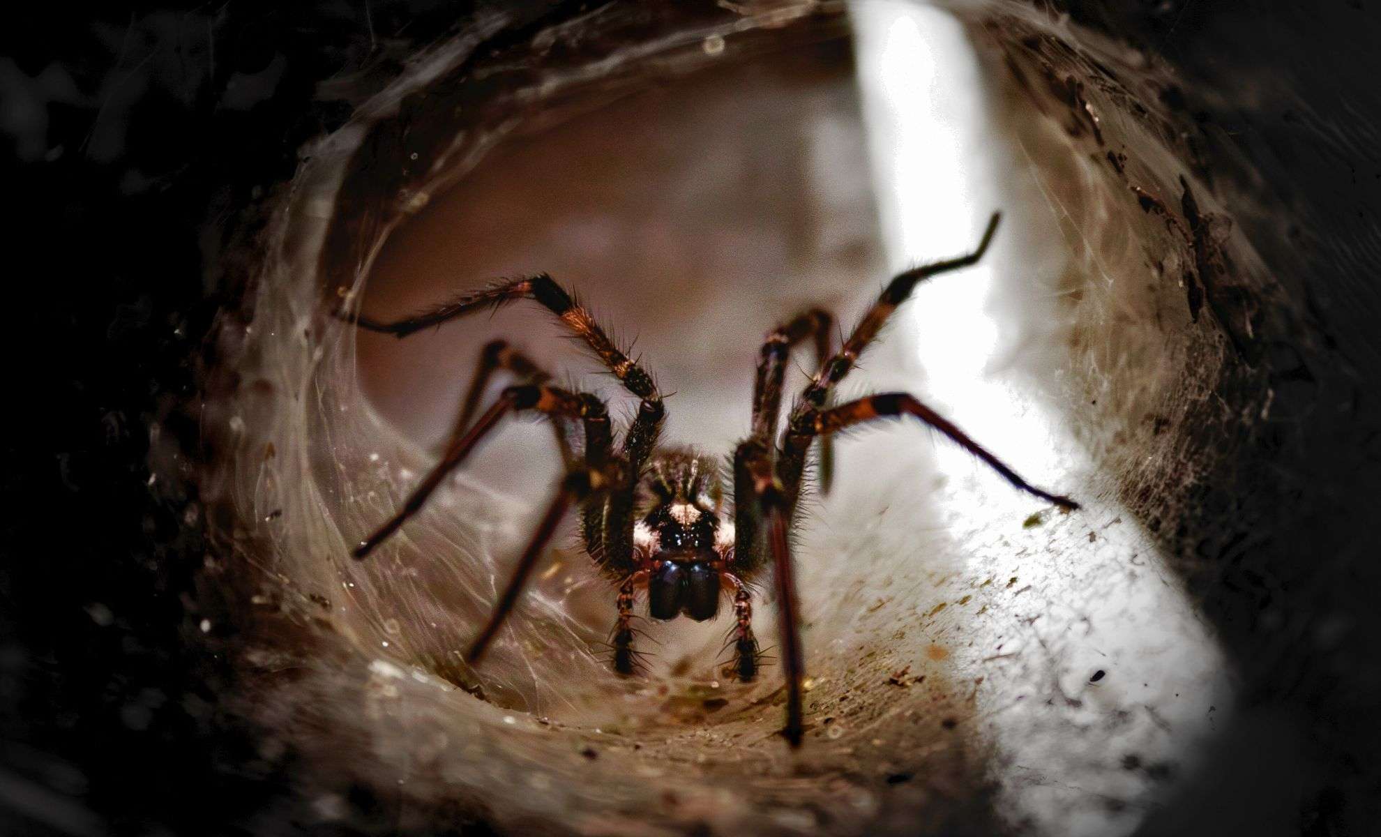 Ancient Spider Tracks Unearthed in Arizona Could Be the Earliest Ever Found 