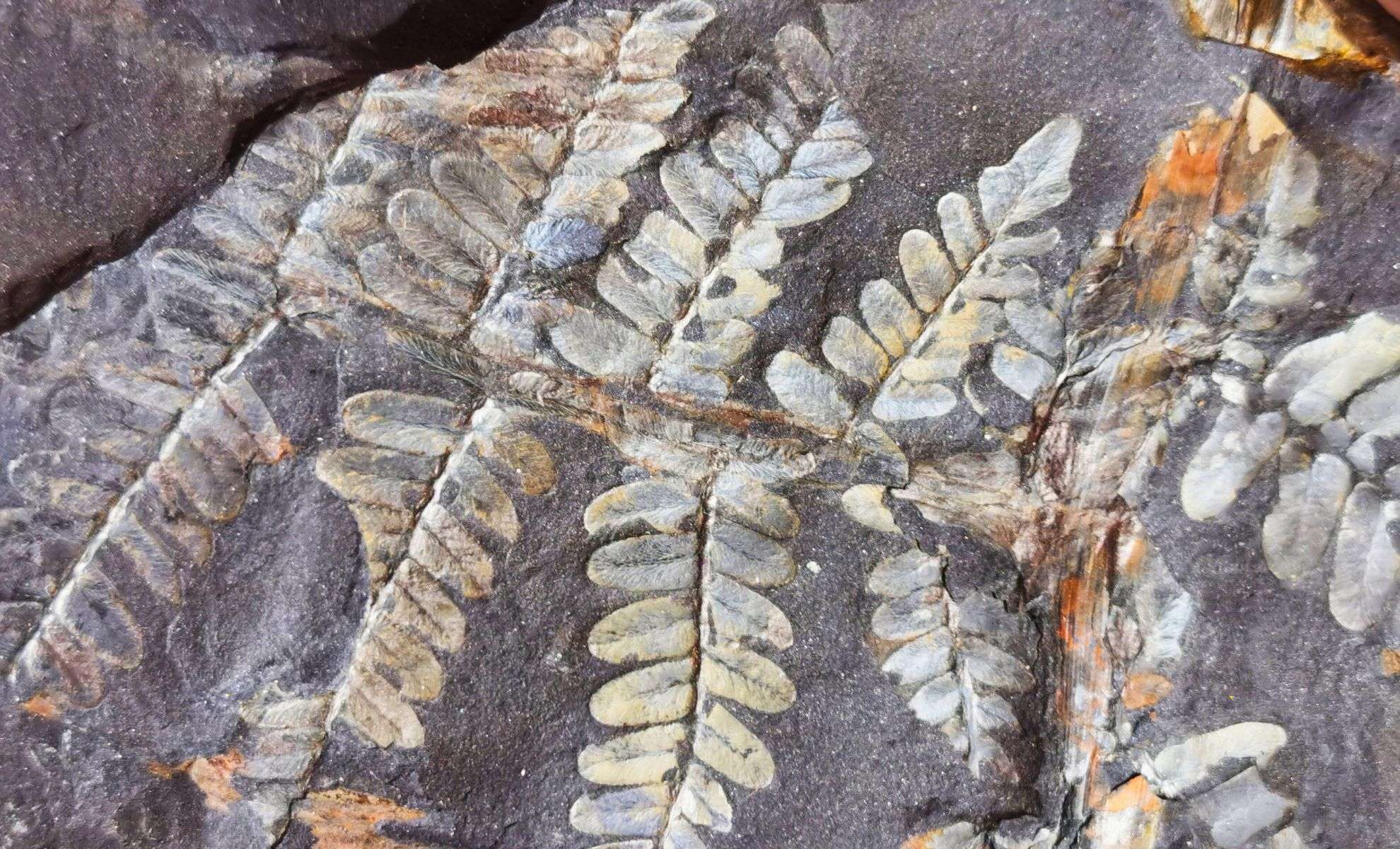 Ancient Plant Fossil Challenges Established Patterns in Nature 