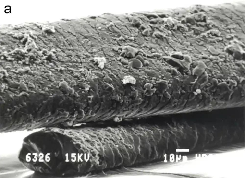 Images-captured-with-a-scanning-electron-microscope-show-five-fossilized-human-hairs-bd46dfc41233b3ad86006c19cc81a615.webp