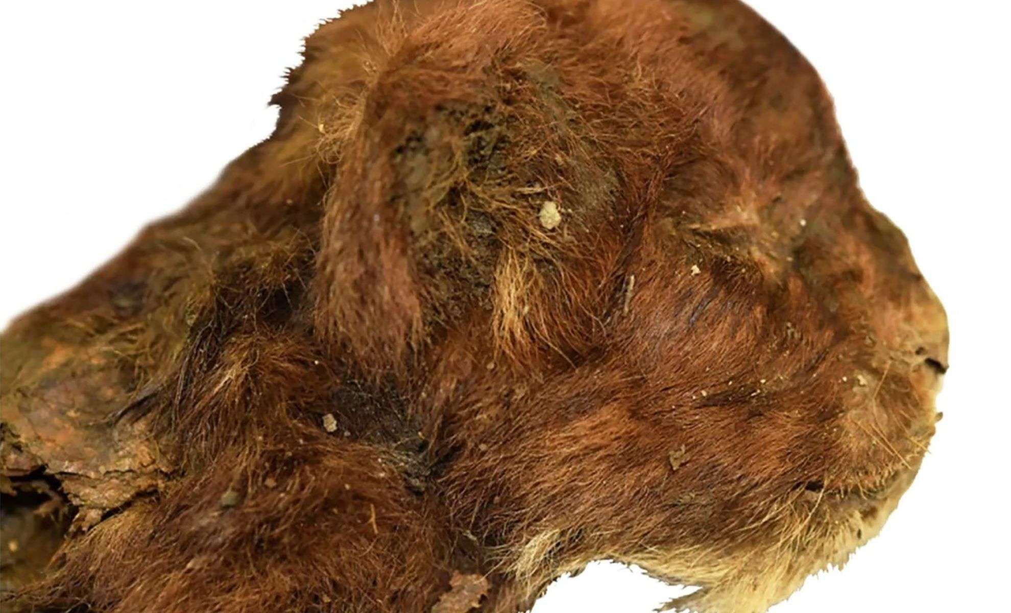 Exceptional Siberian Discovery: Baby Saber-Toothed Cat Frozen in Time 