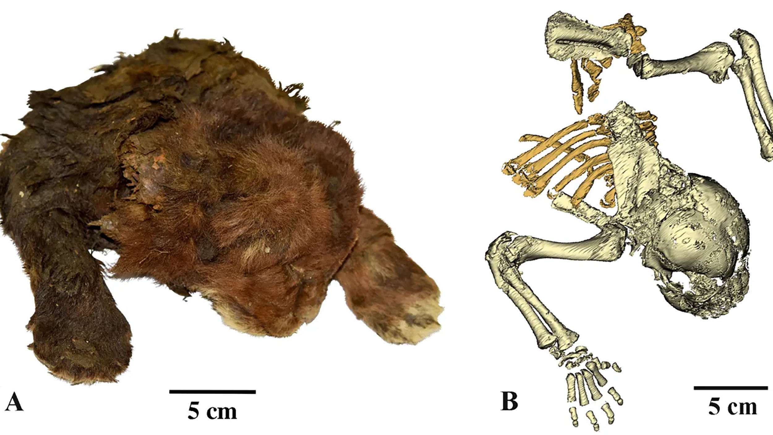 sabertooth-tiger-kitten_frozen_fur_lion-comparison-64795c0a34e64f1ba110c1bd17e1882a.jpg