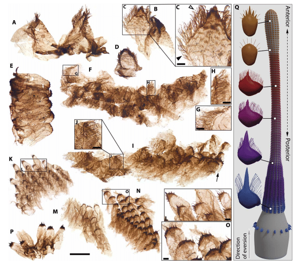 High-resolution-images-reveal-filaments-and-denticles-of-the-worm-species-Kraytdraco-spectatus-bf5a457e512ff3cf2484f23f13d14a01.png