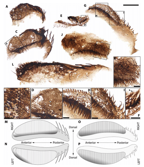 Jaw-structures-and-feeding-apparatus-observed-in-crustaceans-1f9c1cf8c917d4e18854c703aa18fcb1.png