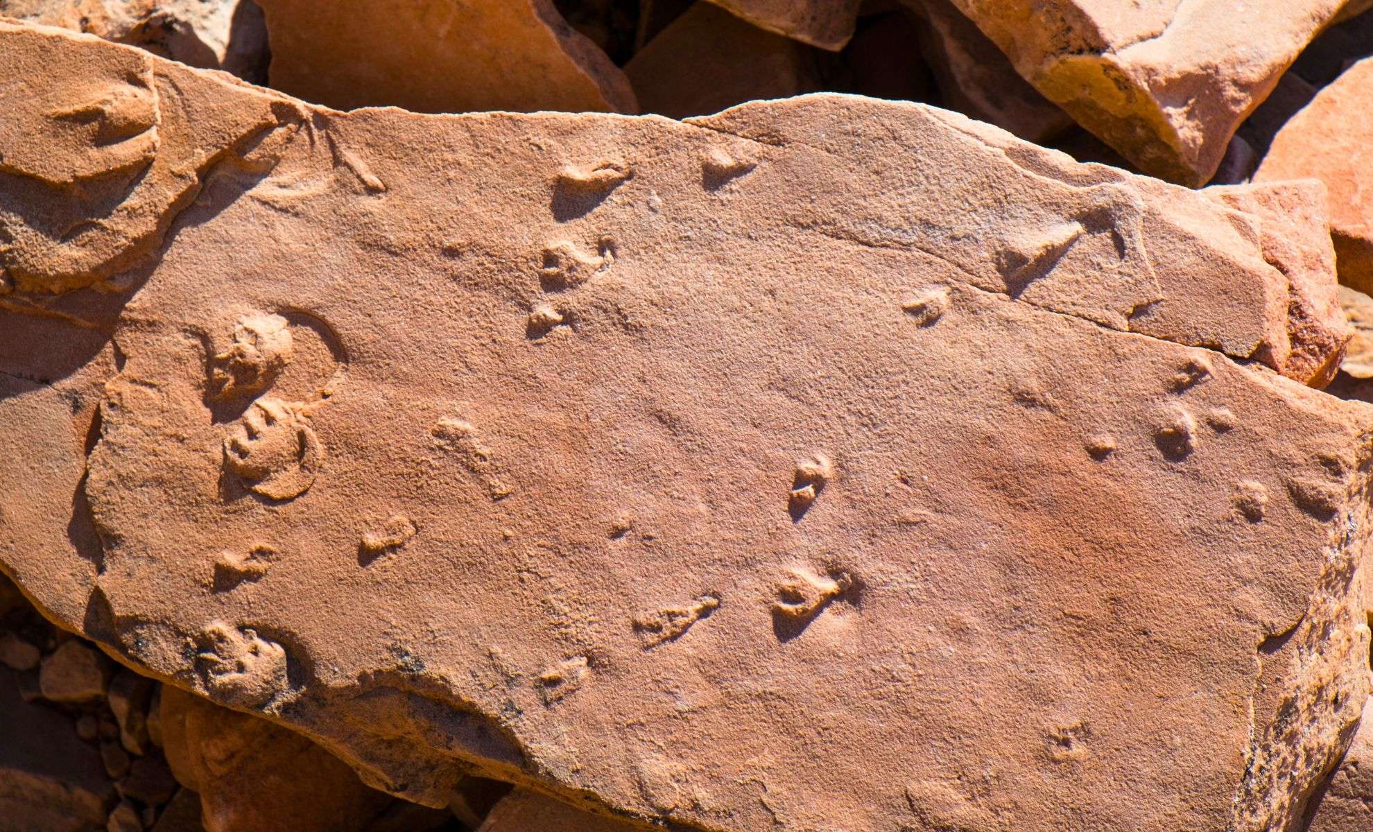 Ancient Fossils Found in Grand Canyon Reveal Unexpected Evolutionary Innovations 