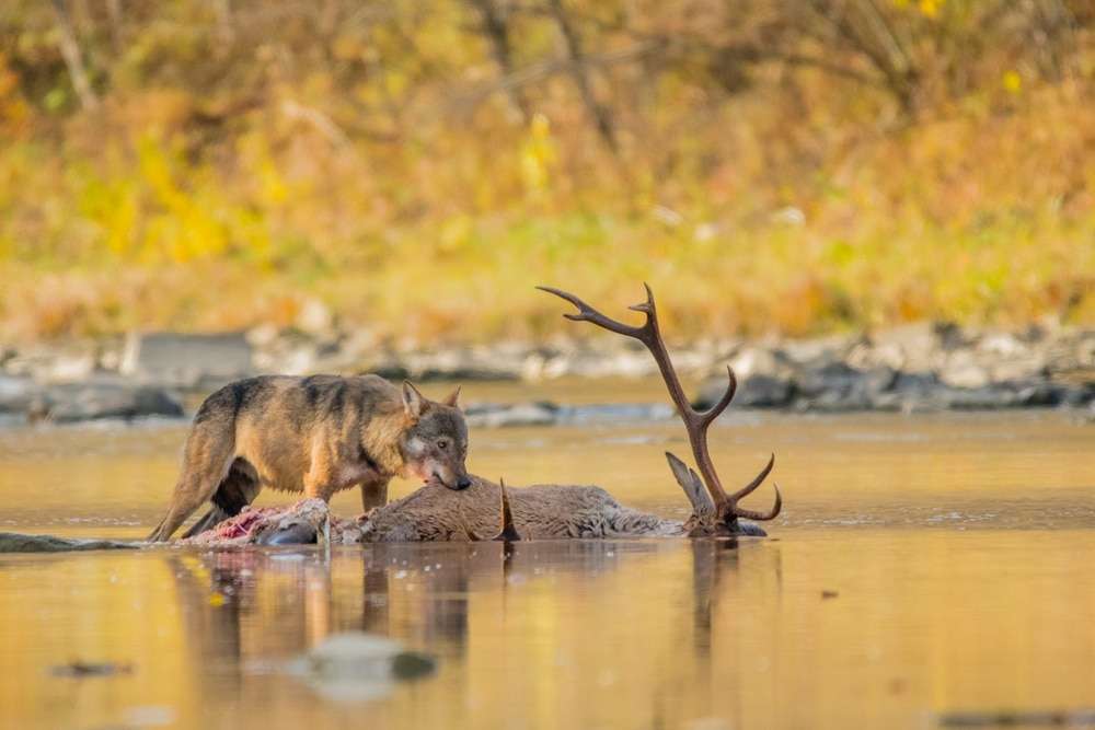 A-gray-wolf-Canis-lupus-eating-a-deer-a9b9684ca2301c99fcc0012d44b1e82d.jpg