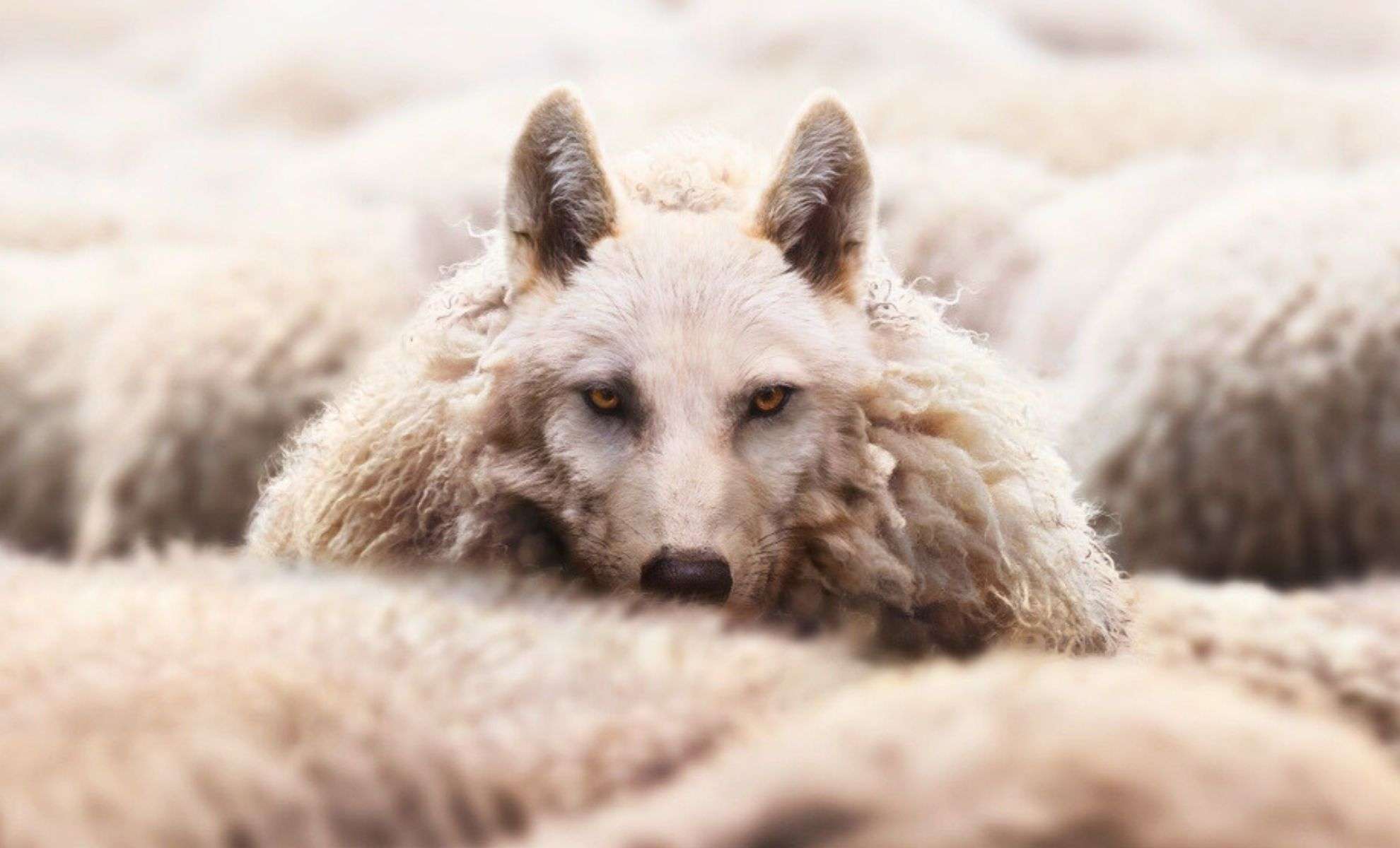 Greek Researchers Verify Rare Wolf-Dog Hybrid in Wild Populations 