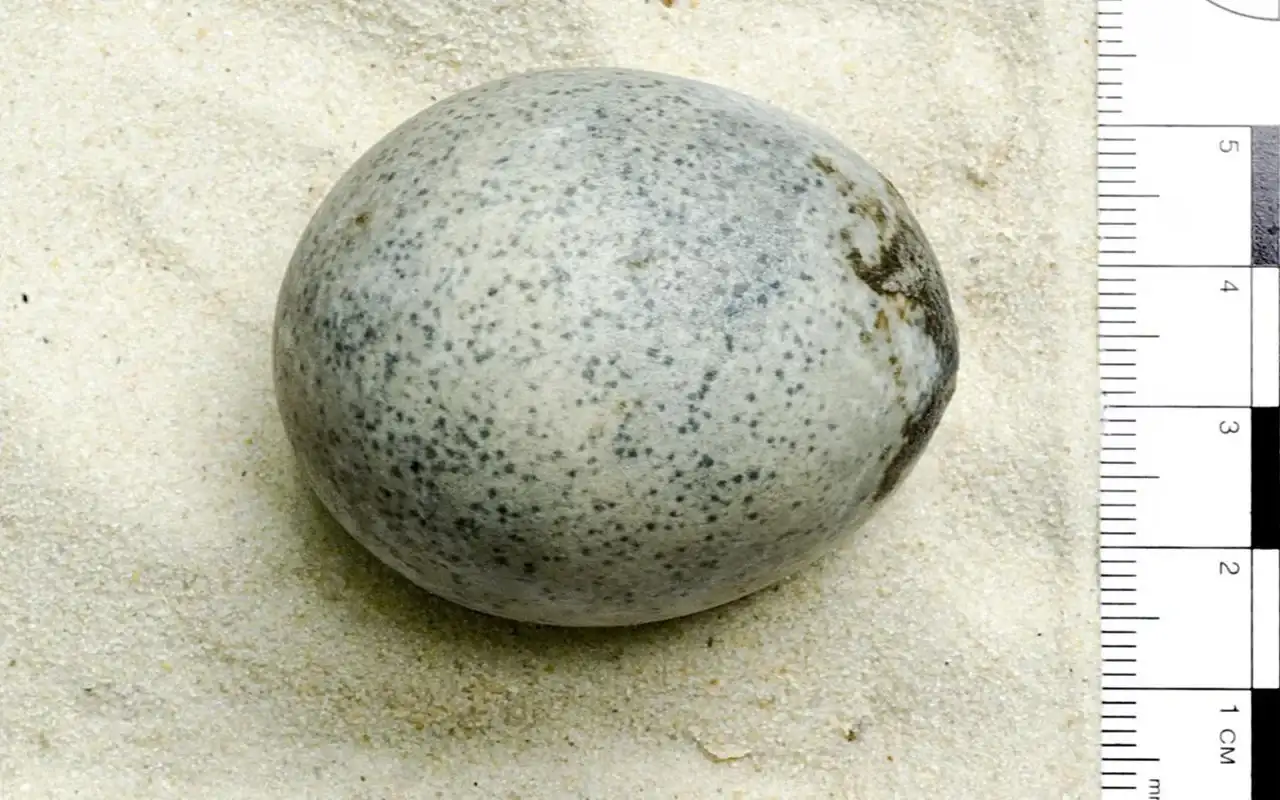 The-egg-is-part-of-a-group-of-four-discovered-in-Aylesbury-084a5d85ac98624d978915af3e92529c.webp