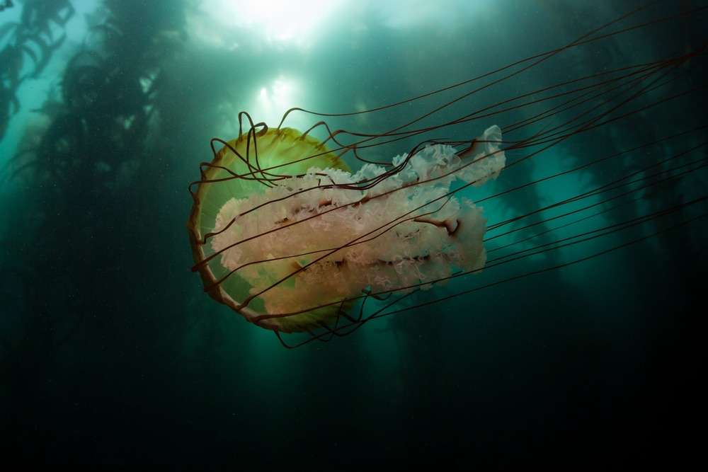 A-Lions-mane-jellyfish-35568032690114b4c282d4ba586fe2dc.jpg