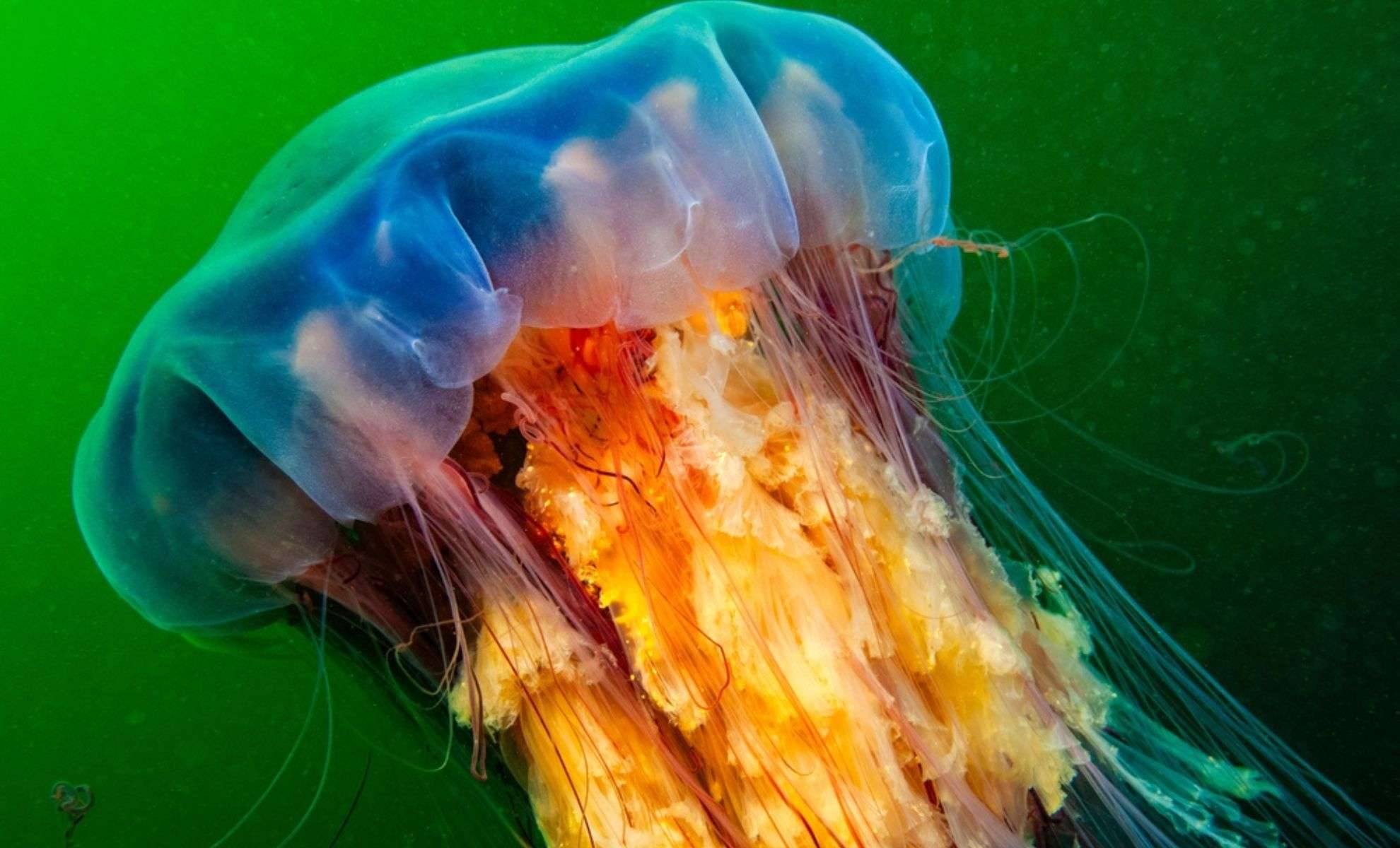 Meet the Massive Lion’s Mane Jellyfish: Ocean’s Gigantic, Venomous Drifter 