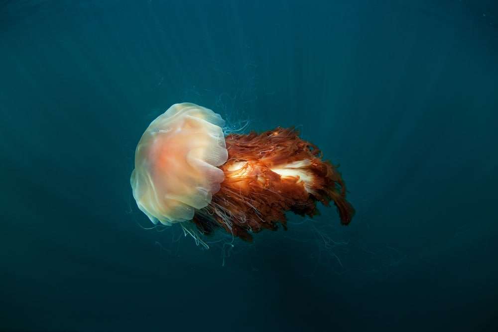 Lions-mane-jellyfish-in-Coll-Island-Scotland-ac80bd33c6510850f666e3bd46ea65fb.jpg