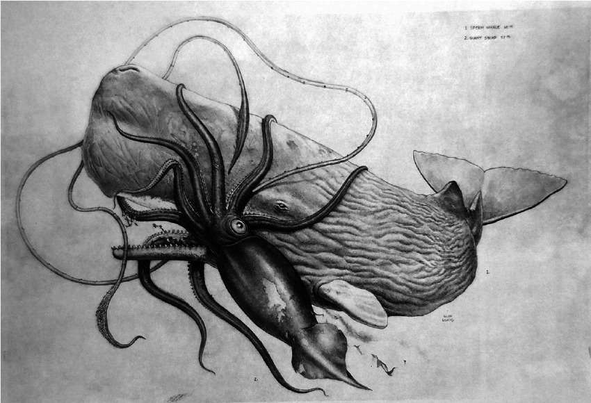 Depiction-of-Architeuthis-dux-and-sperm-whale-interaction-26871fbf7e2fa620e4896b5205b00dc3.jpeg