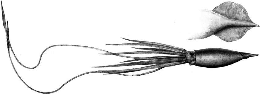 Lateral-view-of-Architeuthis-dux-with-a-detail-of-the-fi-n-shape-2e5dab45ab67fdd9de451e82dd36799e.jpeg