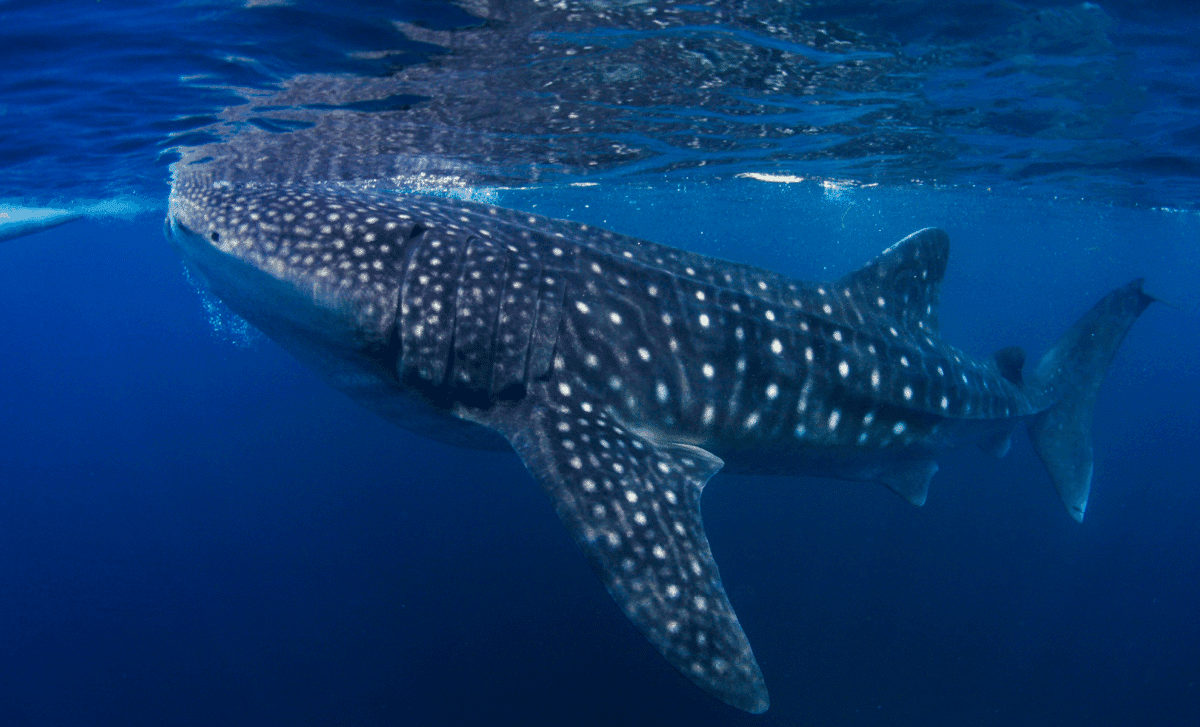Colossal Pacific Whale Shark: The Ocean’s Biggest Fish Discovered 