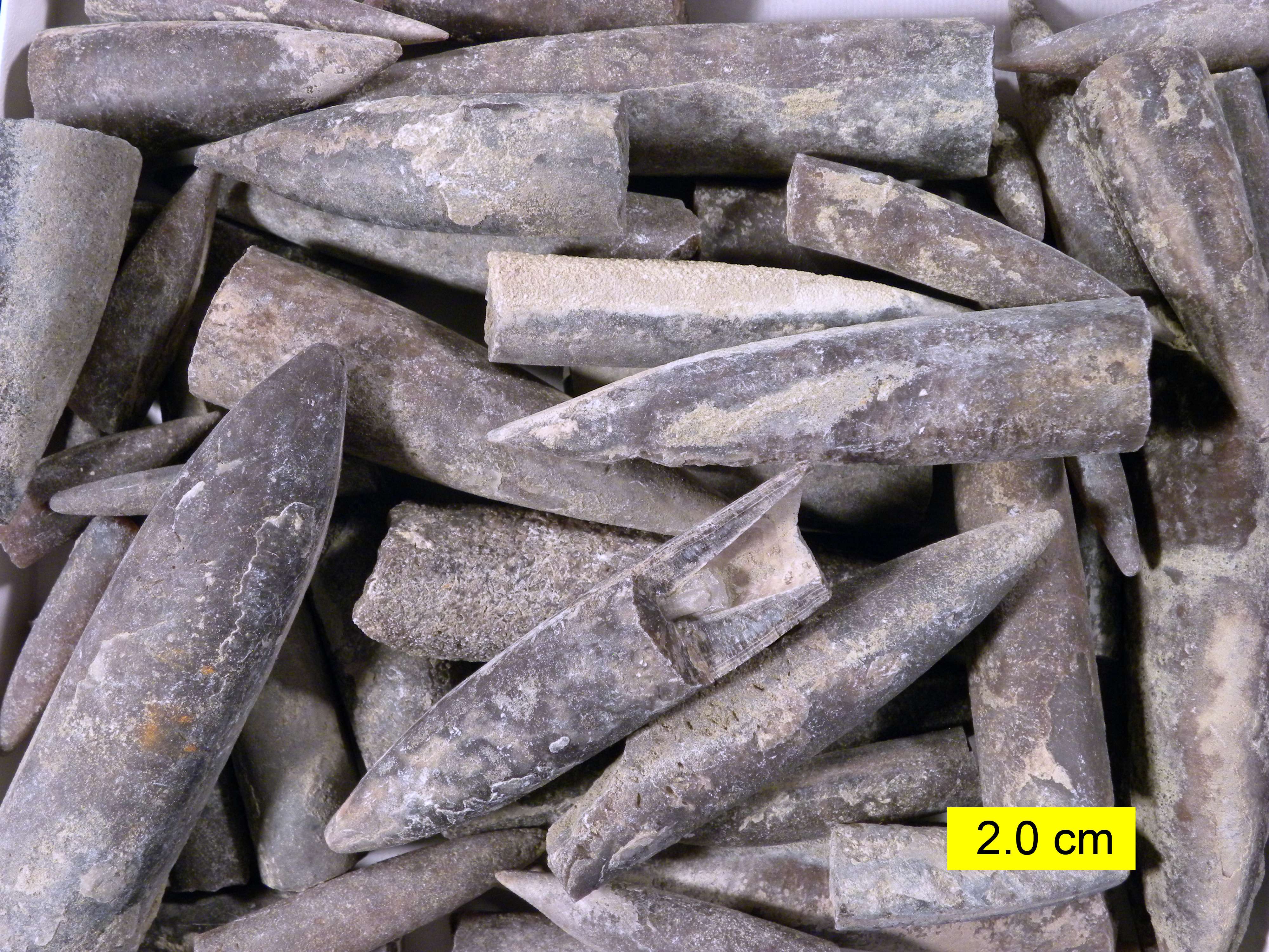Fossil-skeletal-parts-from-extinct-belemnite-cephalopods-of-the-Jurassic--19675bd10c6ce8de939dbb26b51f1fac.jpg
