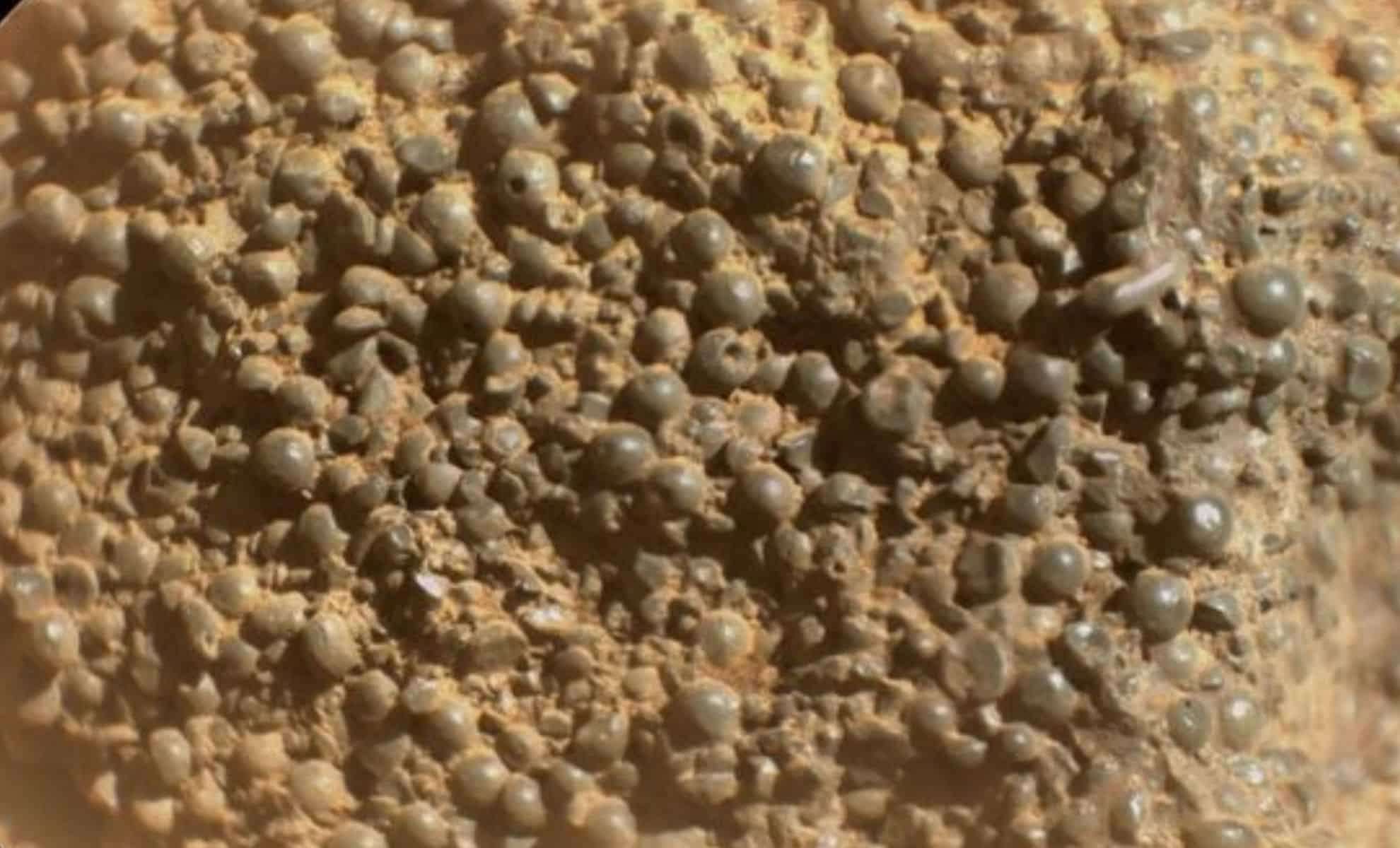 nasa-rover-discovers-spider-egg-mars-0708f417b33b6d890ef1b88c2a0b5e1a.jpg