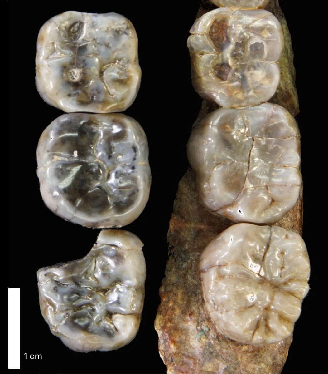 LD-760-molars-compared-to-A.-afarensis-e0fd1b46c22e9b4a75b3a9fc93929dde.jpeg