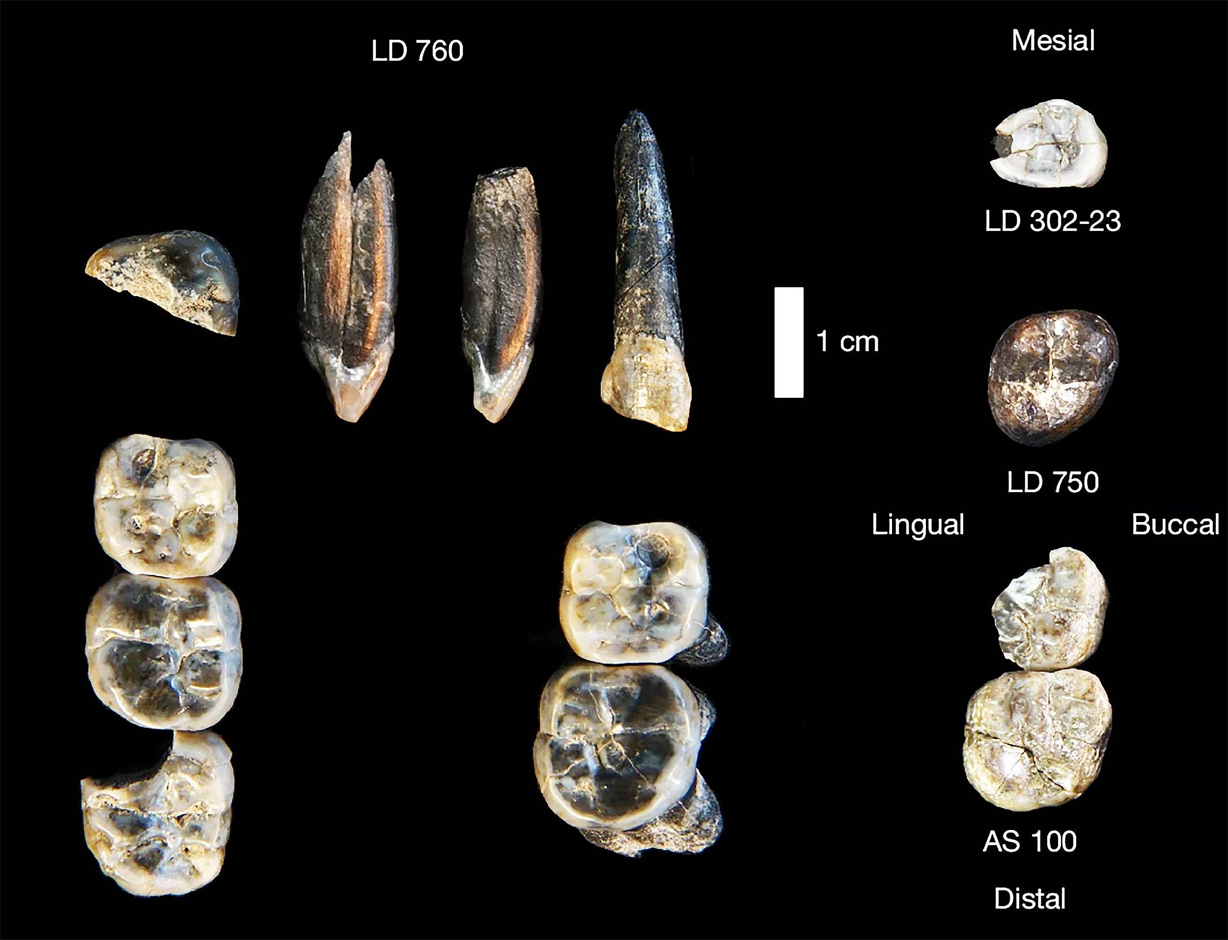 New-hominin-species-fossil-teeth-from-the-LGRP-97c7c1324443410680fdee12ce899e2c.jpg
