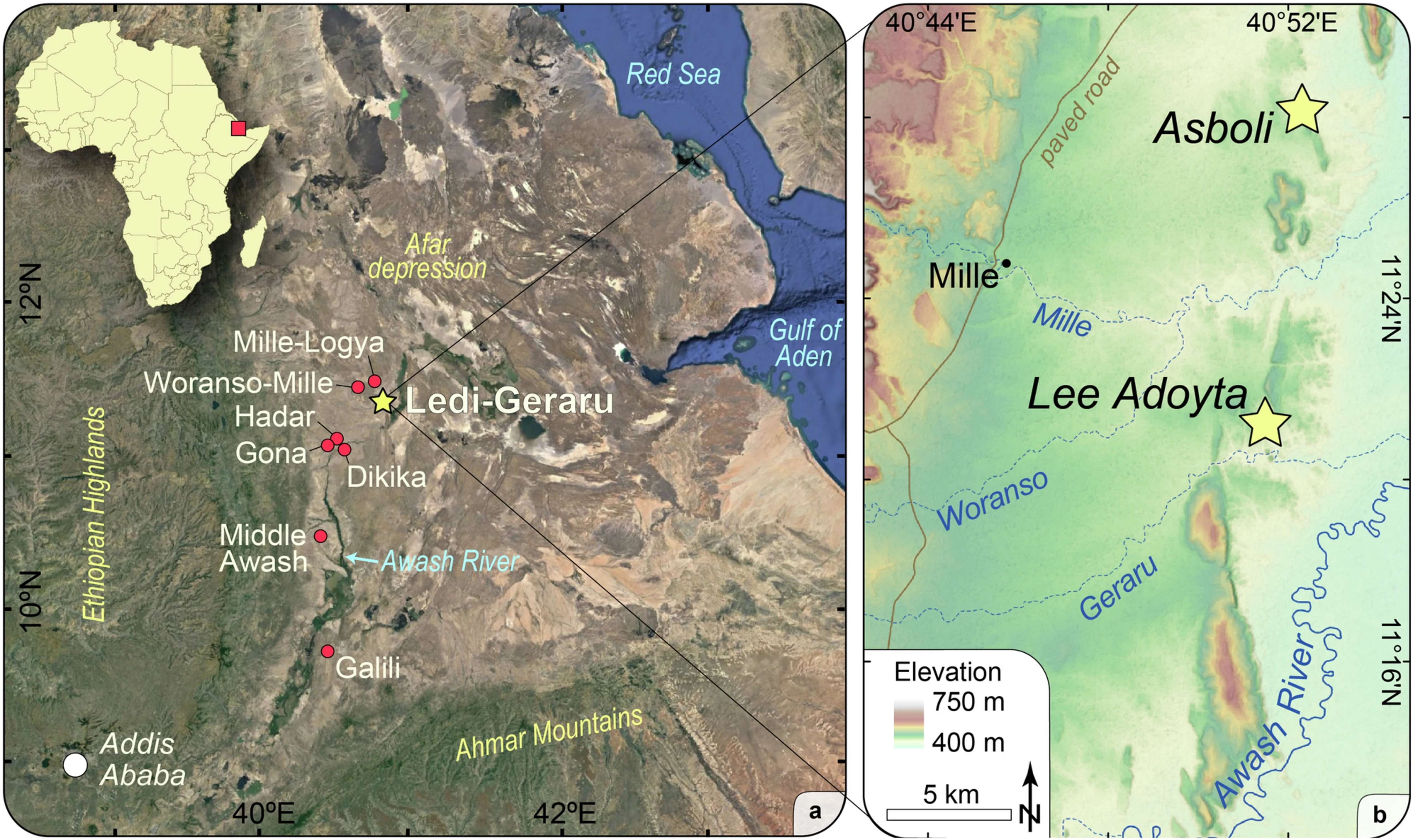 new-human-ancestor-discovered-australopithecus-and-homo-f7e10cf77cb925984bb31d69d984f141.jpeg