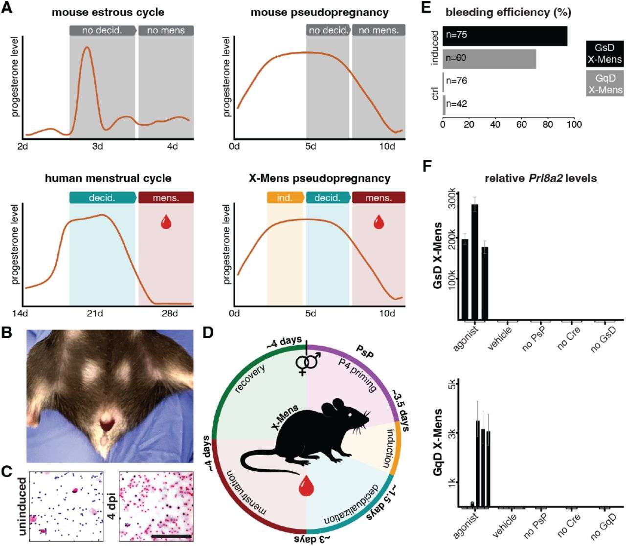X-Mens-a-transgenic-mouse-model-of-human-like-menstruation-cddaf0e0455babd812207407fa34c106.jpg