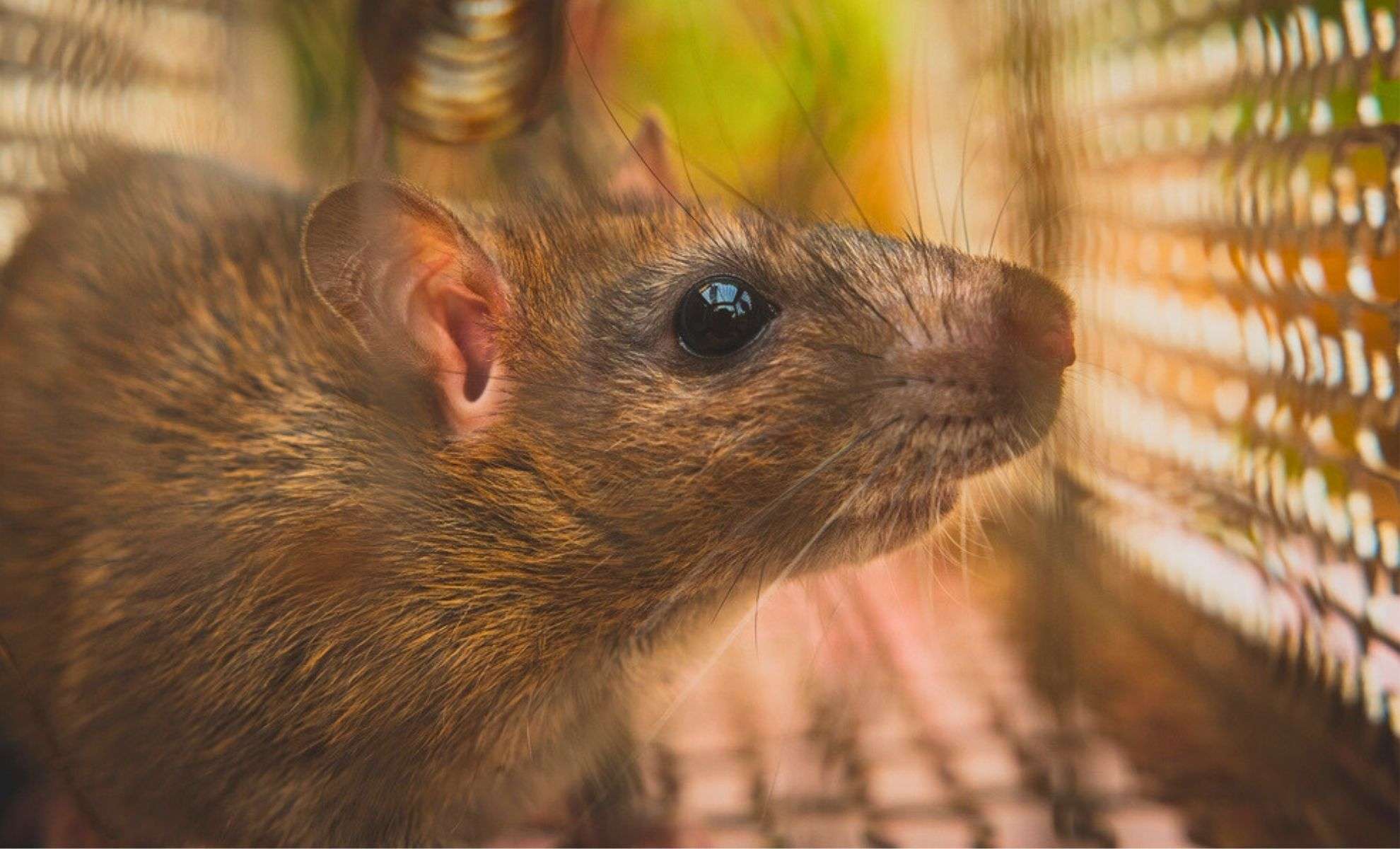 Genetically Modified Mice with Menstrual Cycles Could Transform Reproductive Research 
