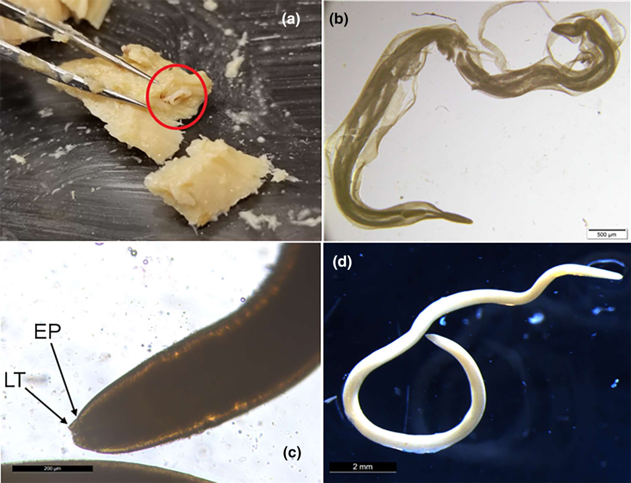ecology-and-evolution-7075b1c1978674c18d6a6c176364c03f.jpg