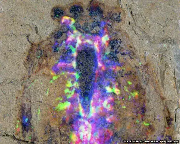 The-heads-structure-clearly-marks-where-the-two-front-claws-would-have-projected-af22791e091a15a5eb8e9cd1877b7e3f.webp
