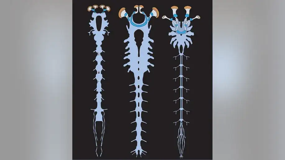 fossil-nervous-system-12d402e648652b19876818c9b909e916.webp