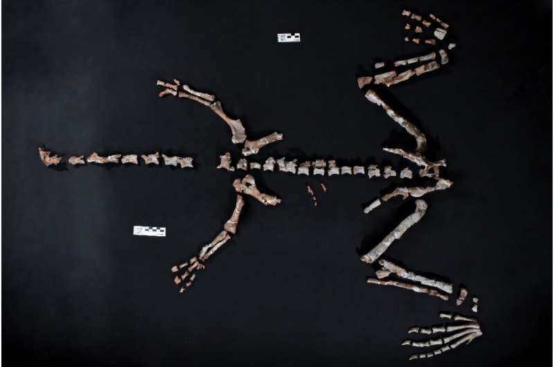 AlmostCompleteSkeletonOfOldestDinosaurHuayracursorJaguensis-c59768284ea236ceb8840979b04d9b76.jpg