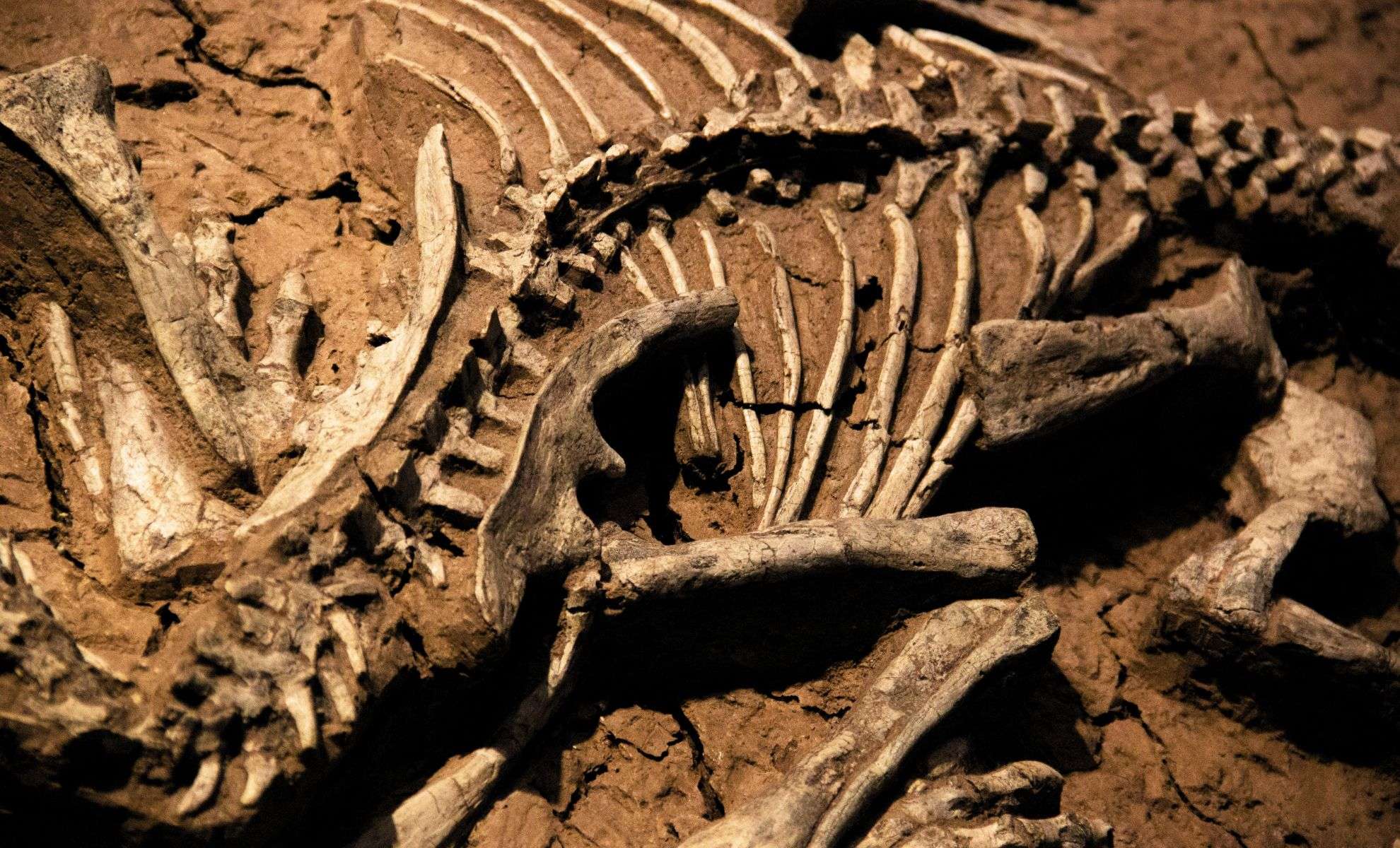 Argentina Yields Remarkably Preserved Fossil of One of Earth's Earliest Dinosaurs 