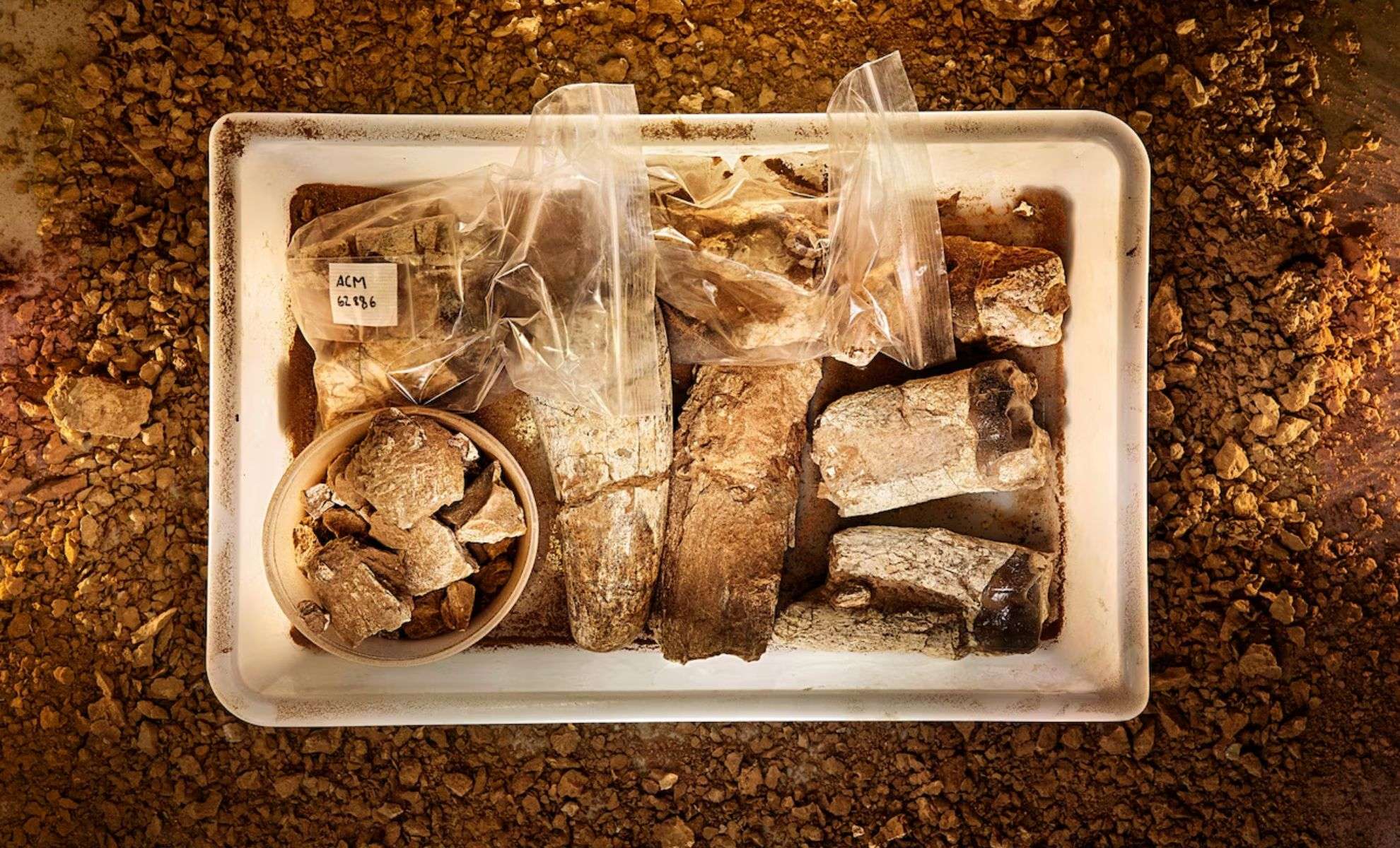 The-varied-bones-and-teeth-found-at-Can-Mata-b9d707a5d87b9d6a1adf43bbc61969d1.jpg