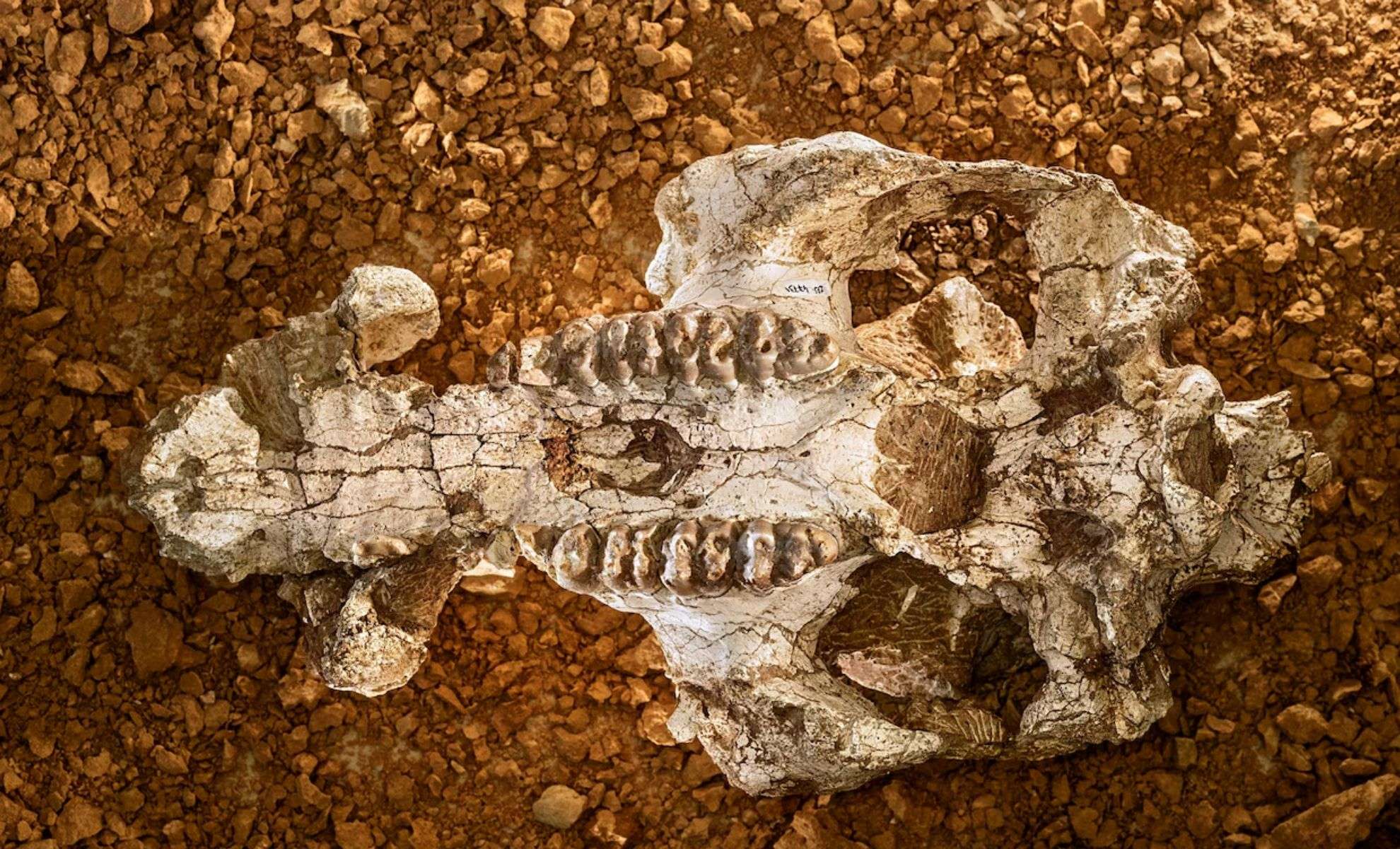the-diverse-bones-and-teeth-from-Can-Mata-59bbb59d087a8a6b7eda46201264bb9e.jpg