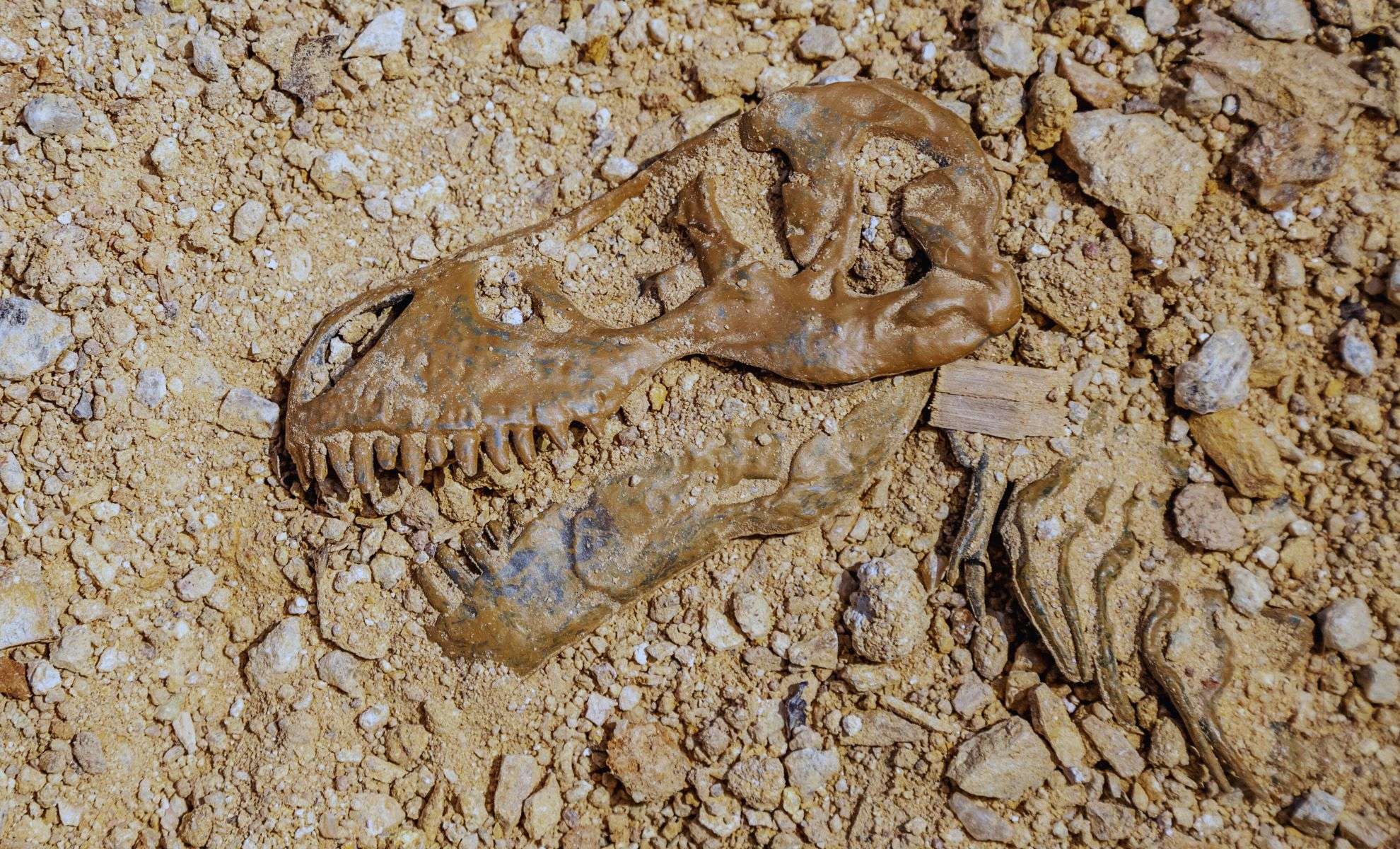 Newly Unearthed Fossil Reveals Earliest Dome-Headed Dinosaur in Exceptional Detail 