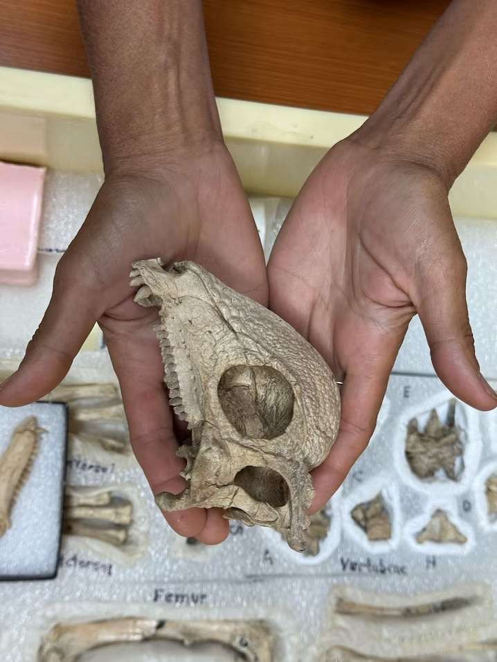 Zava-skull-credit-Alfio-Alessandro-Chiarenza-ea294131802f3e3921b679bee0b31b95.jpg