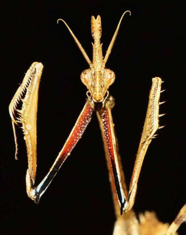 The-Empusa-mantis-was-likely-familiar-to-the-prehistoric-artists-who-carved-the-engraving-3615ac81e8c6d3f77c156d3affd5d829.jpg