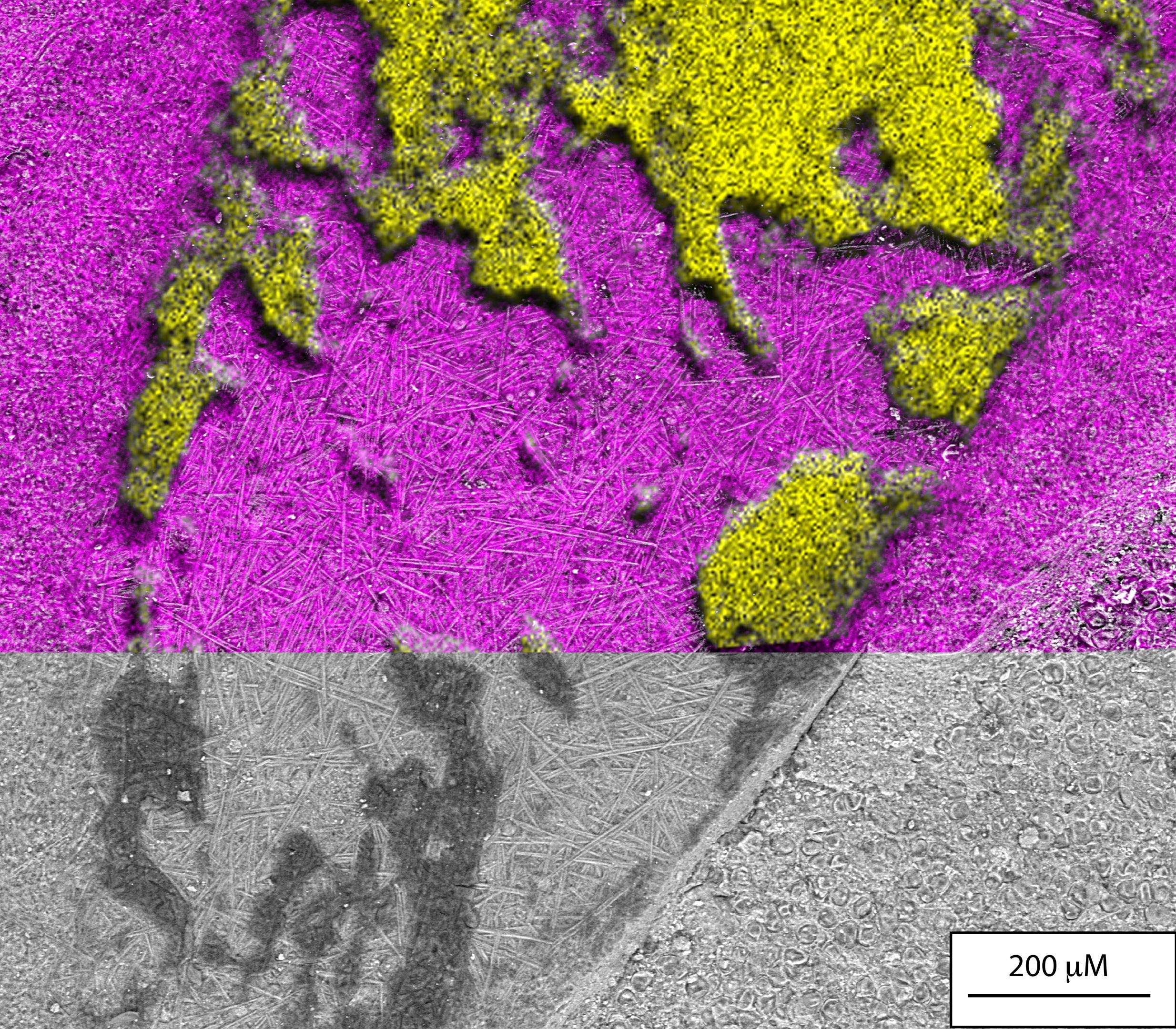 Chemistry-of-Spider-Fossil-From-Aix-en-Provence-29427e491b5557adbd1623e0ed8a02a6.jpg