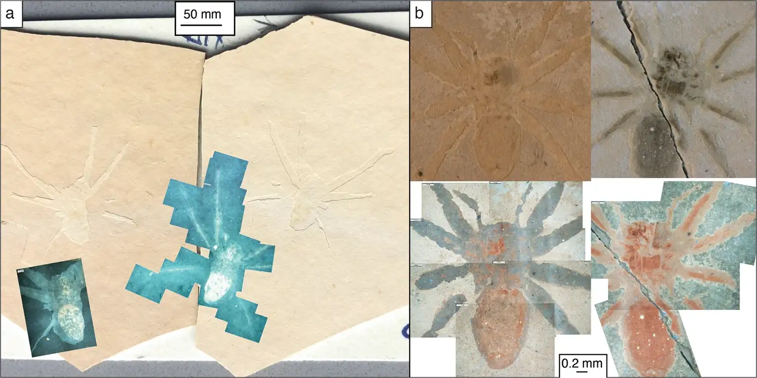 Two-fossilized-spiders-shown-in-both-plain-light-and-UV-illumination-e7ce03fd9382edf8359a4a35f20d54e7.webp