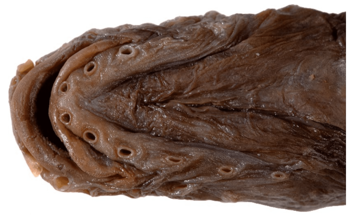 The-head-of-this-species-contains-numerous-sensory-pores-helping-it-to-navigate-its-environment-6b640450a3f1f1b696aafda2c5982a0a.png