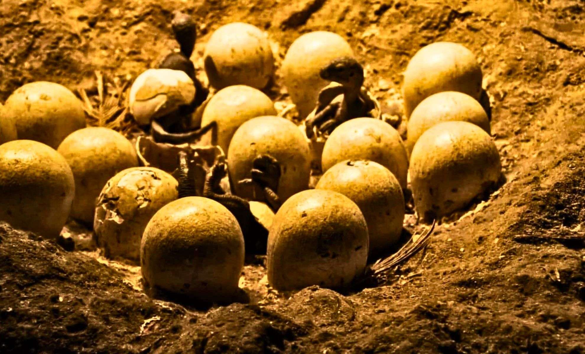 70-Million-Year-Old Dinosaur Egg Reveals Embryo Adopting Bird-Like Hatching Position 