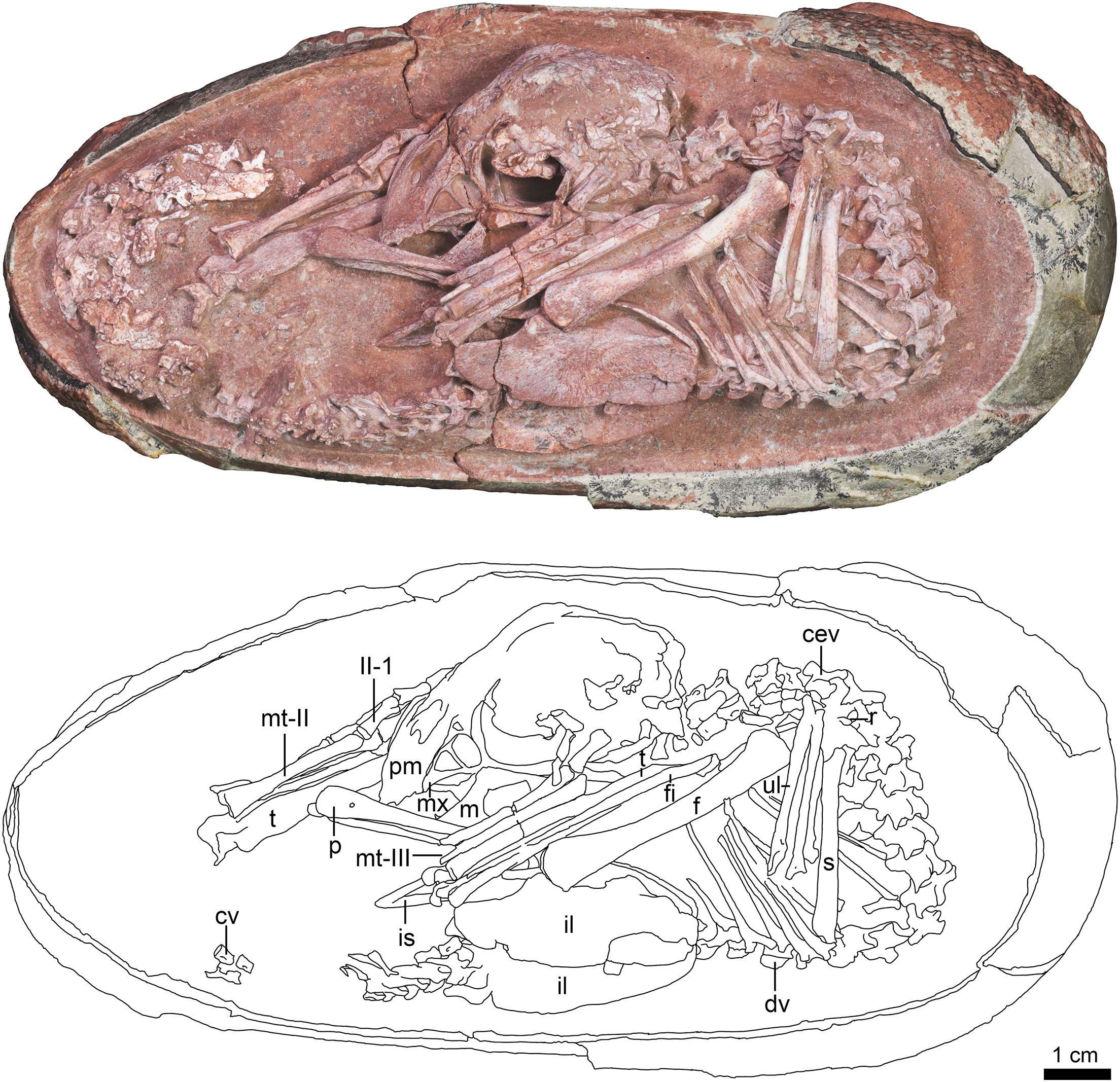 Oviraptorid-embryo-inside-an-elongatoolithid-egg-7e0dd8fd8cb9d8dcc025e250cbb30e7b.jpeg