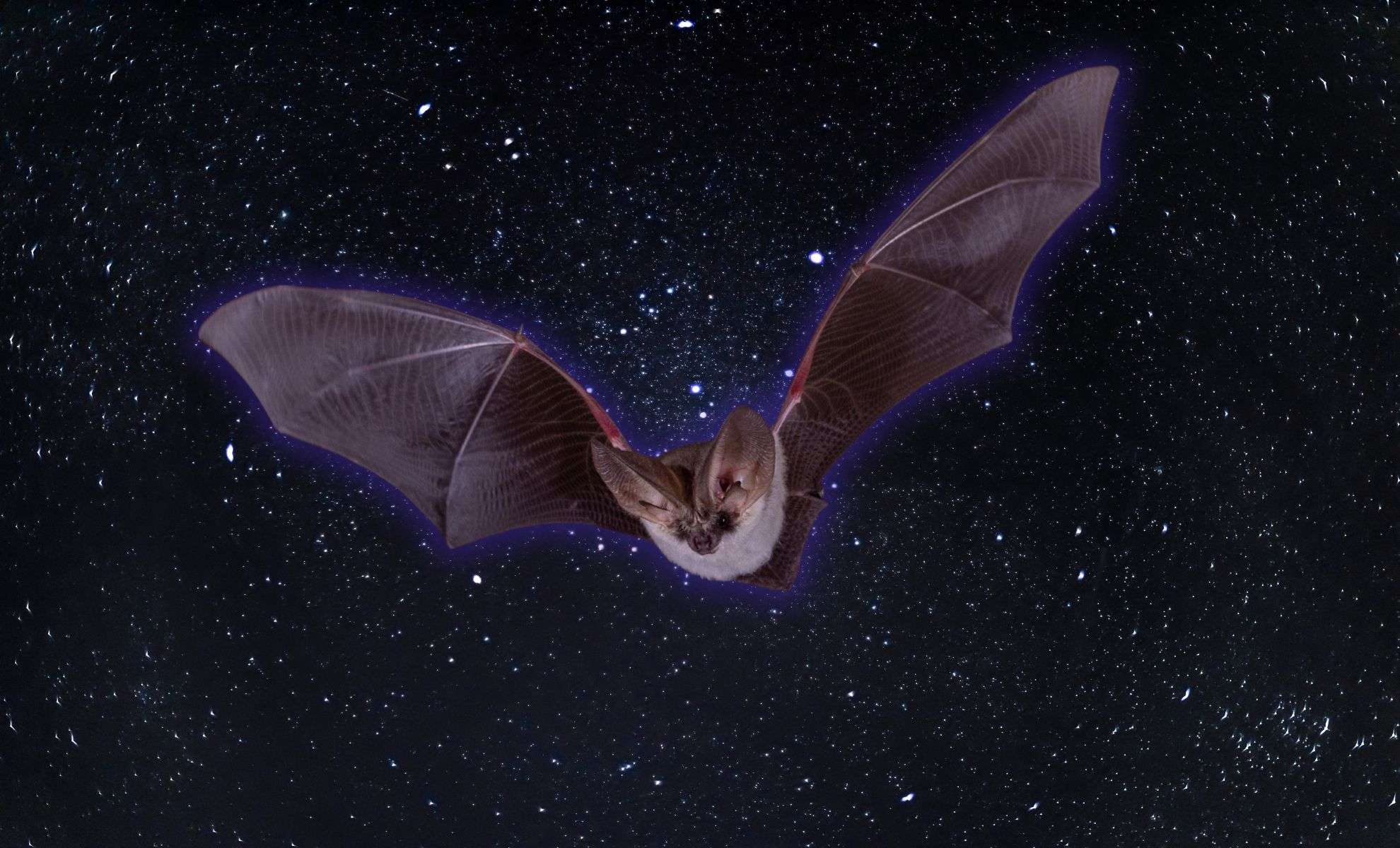 Researchers Reveal North American Bats Emit an Eerie Green Glow Under UV Light 