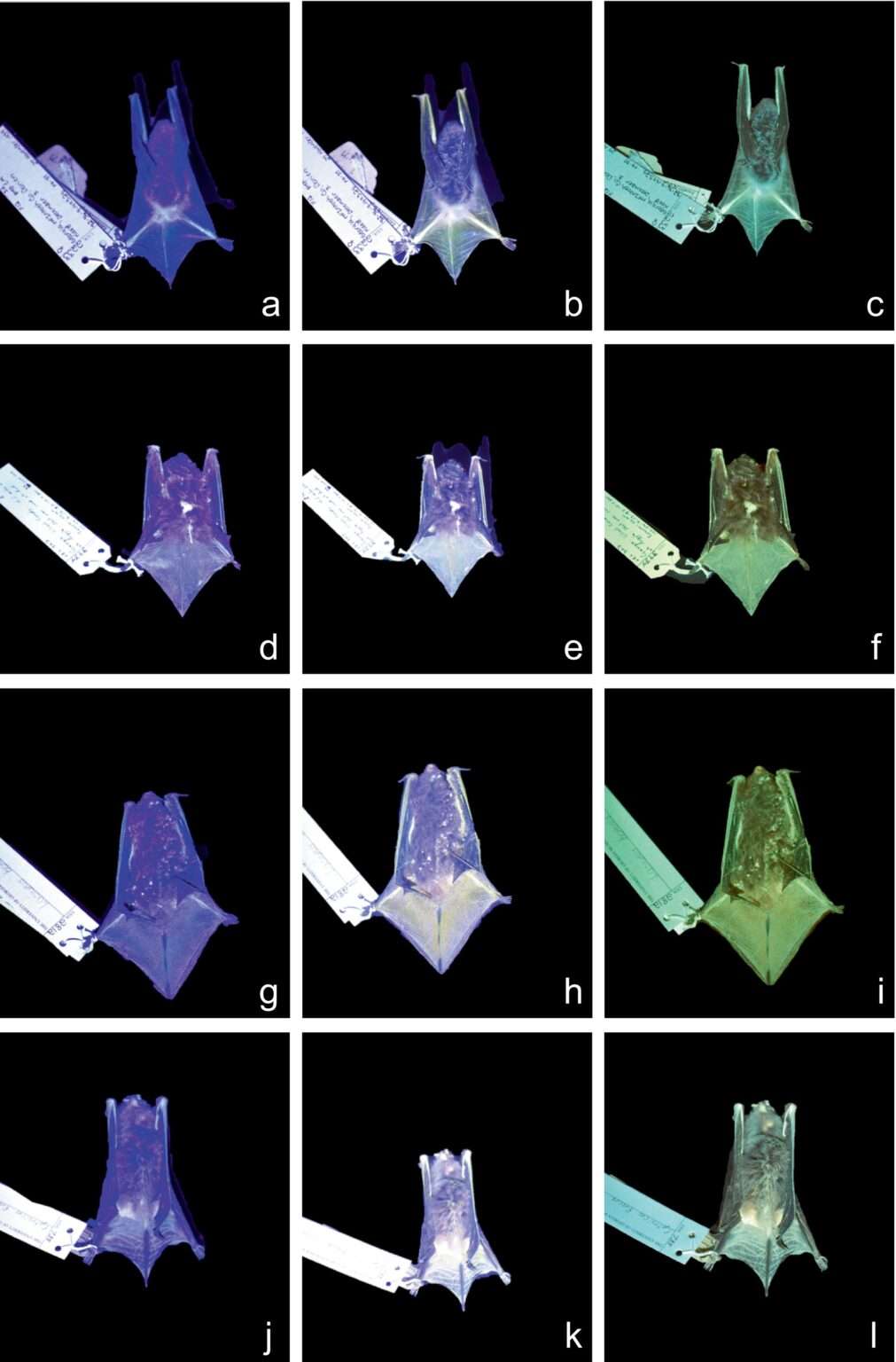 a-few-of-the-fluorescent-bat-specimens-analyzed-23952f352a481e082b00fcc424098238.jpg
